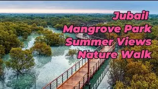 A Peaceful Day at Jubail Mangrove Park | Abu Dhabi Nature Escape 🌊