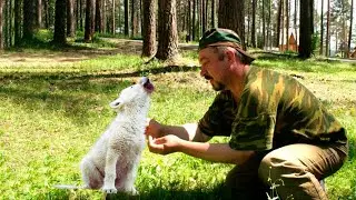 Одинокий ВОЛЧОНОК был на грани гибели, но отшельник дал ему шанс на жизнь