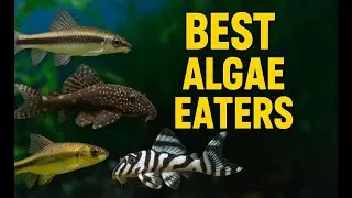 Top Algae Eaters for Freshwater Aquariums | Best Fish, Shrimp, and Snails for Clean Tanks