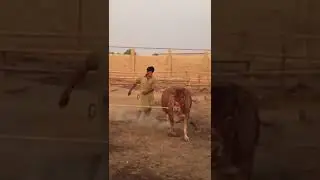 Very Beautiful Runing Bull With Slow Motion | Coming Karachi Mandi 2018