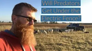 Will Predators Get Under or Through Electric Fence?