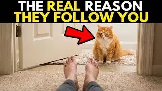Why Does My Cat Follow Me to the Bathroom? The Truth (It's Not What You Think) 🤔 