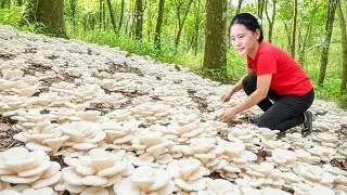 Harvesting Many Rare White Snow Mushrooms & Goes to Market Sell – A Bountiful Harvest in the Forest