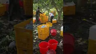 Pear Fruit Harvesting#farming #fruit #agriculture #shorts