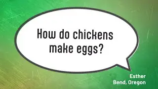 How do chickens make eggs?