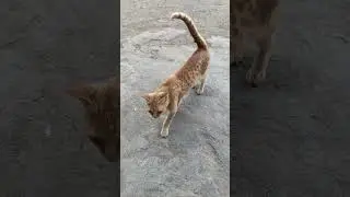 Laalu cat #cat #shortsviral