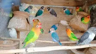 African Good Beginner Birds That Talk | Top 10 Talking Birds For Beginners #shots #video #viral