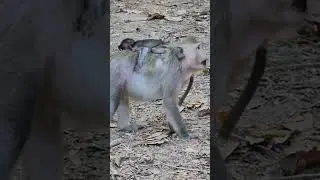 A new life begins in the arms of its mother #monkey #newborn #motherlove #wildlife #nature