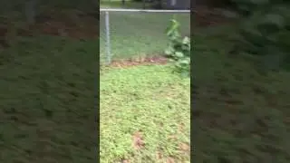 Bee removal at TLU