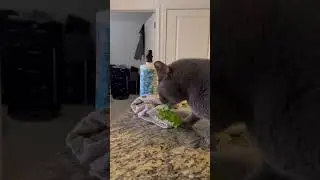 Cat eating lettuce #cat #catlife #cats #curiouscat #funnycat #catlover