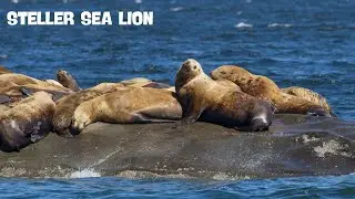 STELLER SEA LION | EUMETOPIAS JUBATUS | VANCOUVER, BRITISH COLUMBIA | NATURE