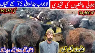 How to Start Katta Farming | Katta Farming in Pakistan | Katti Farming | Farming Idea | Farming Tips
