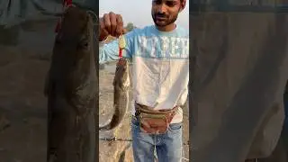 Palty spinner lure singara fish pakdi #fishing #safanafishing #fishspecies #fish #shorts