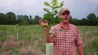 Rapid Mast System in Action- Results from One Growing Season