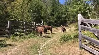Bison release in the Southern Carpathians, 20 September 2019