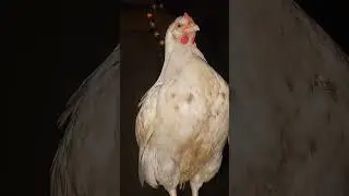 the chicken was sold 5k how possible Ai #music #afrobeat #afrofunk