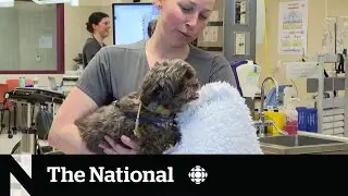 Corporate-owned vet clinics becoming the norm
