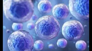 03 Stem Cell Transplantation