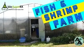 Fish Farm Tour! Bioaquatix in Florida