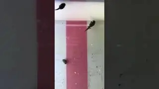 Alytes muletensis tadpoles ( The Majorcan midwife toad,  Mallorca-Geburtshelferkr&ouml;te)