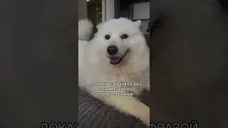 Я НАЧНУ 👇🏼#lifestyle #dog #samoyed #животные #собаки
