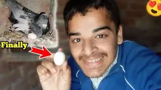 Finally Our Pigeon Gave Eggs 🤣🤣 Labib Birds || Pets Vlogs