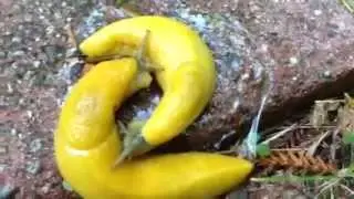 Banana slug love