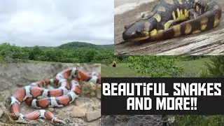Herping During A Heat Wave! | Finding Beautiful Snakes W/ @lostinthewoods7369 And @KamsLifts27