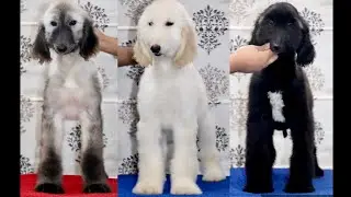 Afghan Hound Puppies @54days Available in India || Delivery all over India by Flight ✈️ 9548400013☎️
