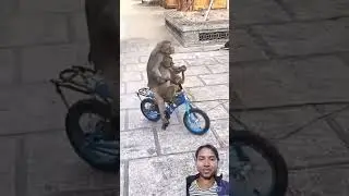 clever monkey #monkey #funny #animals #cute #entertainment credit -@goodnightmusic6005