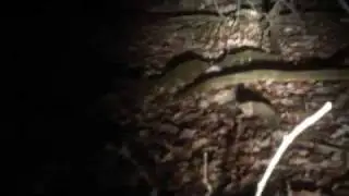 Ghost lights in THE WOODS