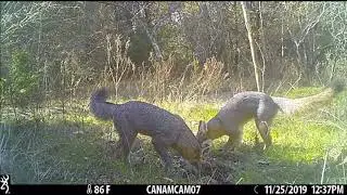 Texas Red Foxes