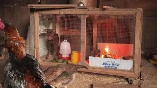 The Ultimate Impulse Control Test Puppy vs  Chicks in a CAGE