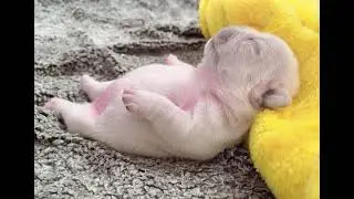 #fypyou #animals #shortsviral #youtubeshorts #youtube #amazing #care #adorable