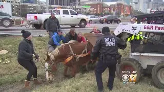 Bystanders Help Rescue Horse After Trailer Accident