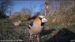Hawfinch close up part 1 - feeding behaviour (Coccothraustes coccothraustes) Grosbec casse-noyaux
