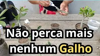 🌱 Como plantar Galhos da Rosa do Deserto, fácil e rápido 🌺 #rosadodeserto #adeniumbrasil #obesum 