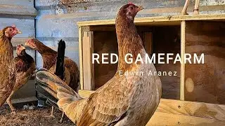RED GAMEFARM || welcome to edwin aranez house, the best quality game chicken is here