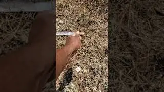 Setting up trail Cameras in Jamaica