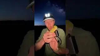 NightParrotCam Vlog Camera on Australia&rsquo;s Most Mysterious Bird &ndash; Spinifex Grassland Nocturnal Life