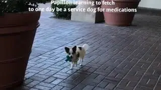 Dog Training Irvine Behaviorist Irvine