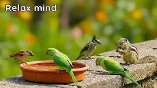 Bird sound for meditation । Bird relaxing music । meditation music। Soothing music। Relaxing music