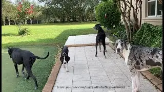 Great Dane Puppy's First Squirrel Patrol With The Pack