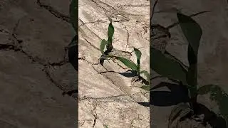 Gestresste Maisbest&auml;nde? YaraVita Biotrac kann hier helfen!