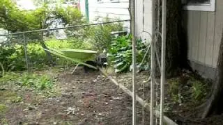 061010.Raccoon removal