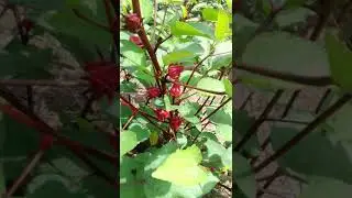 sorrel plants