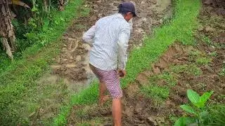 Seedbed Prep: Traditional Tilling for New Rice Crops _FarmersLife _Shorts