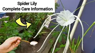 Spider Lily Plant Care | Complete Information | Hindi