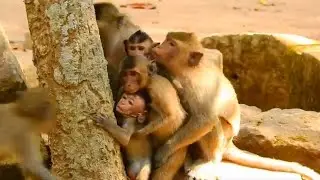 Funny activities from baby monkey in Amber monkey Troop