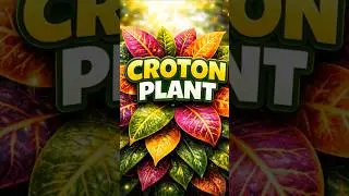 Croton Plant 🌈 | Codiaeum variegatum | Short Review #Shorts